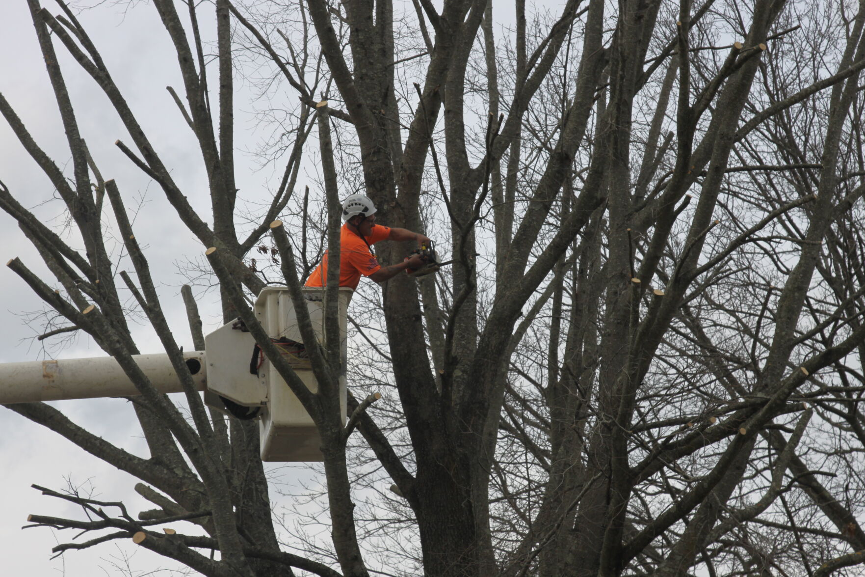 Rose Tree & Stump Removal